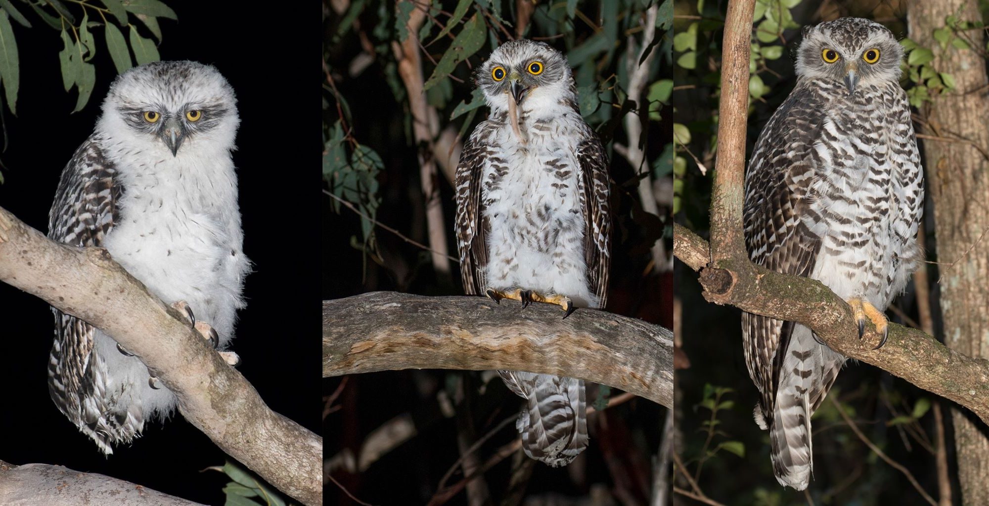 Juvenile Powerful Owl development timeline
