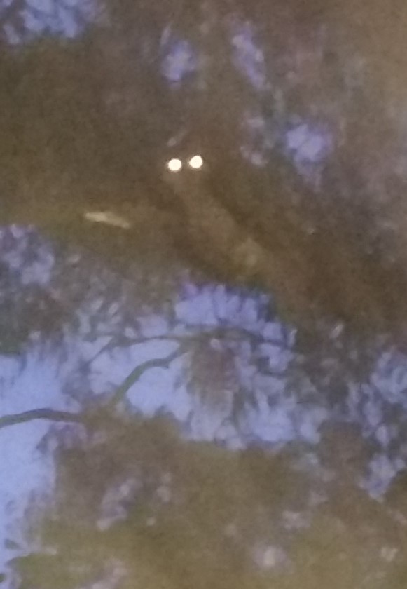 Powerful Owl photographed on 11 February