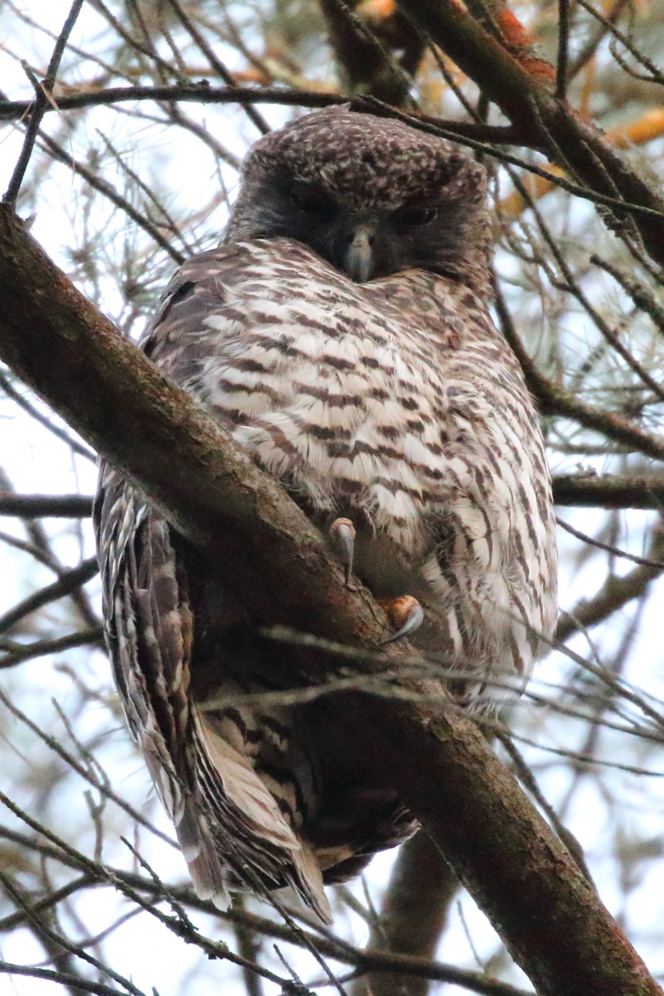 Woowookarung Powerful Owl photographed Feb 25