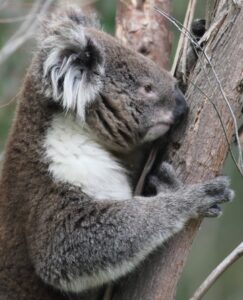 Koala header image