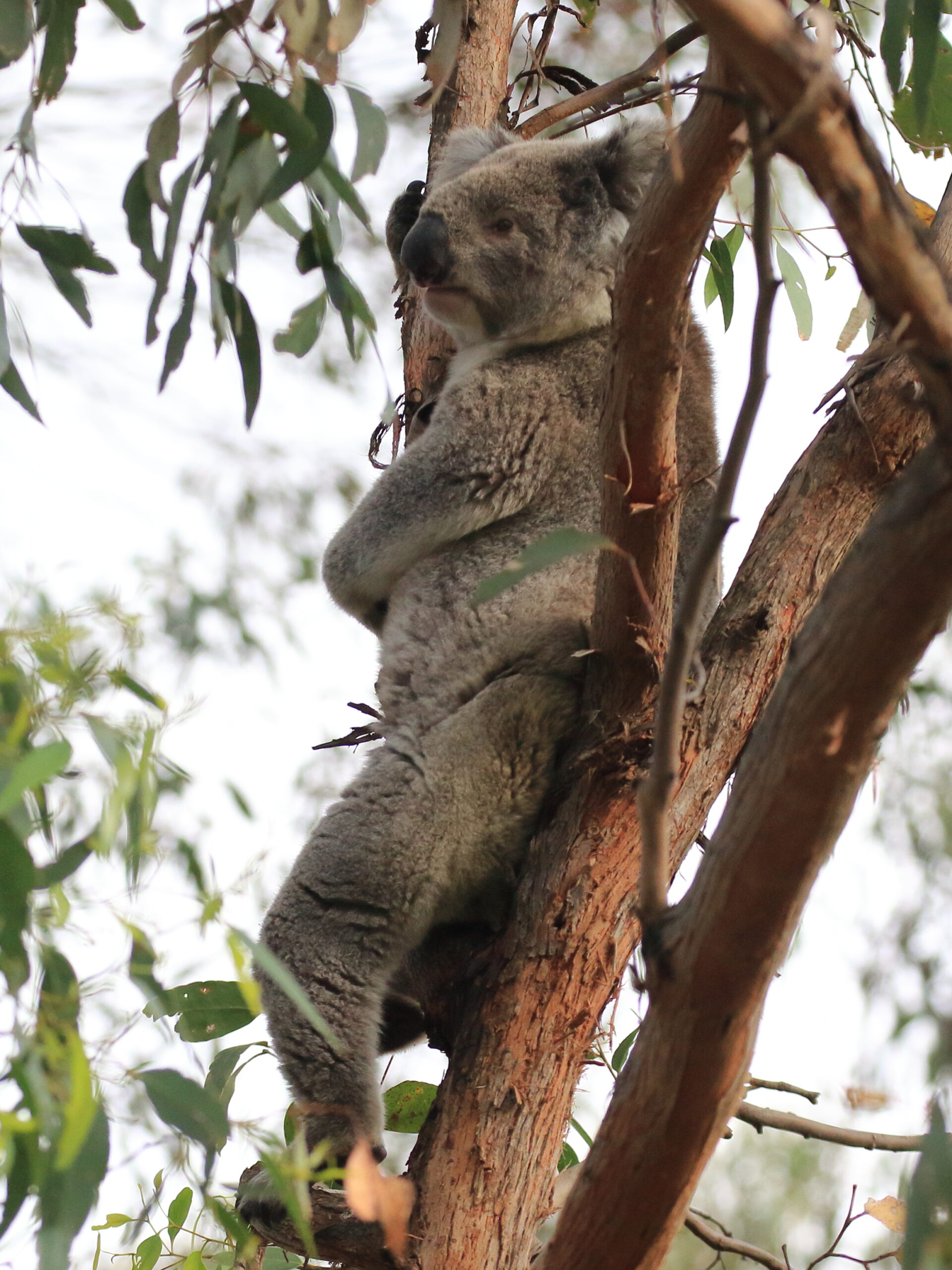 Koala in tree