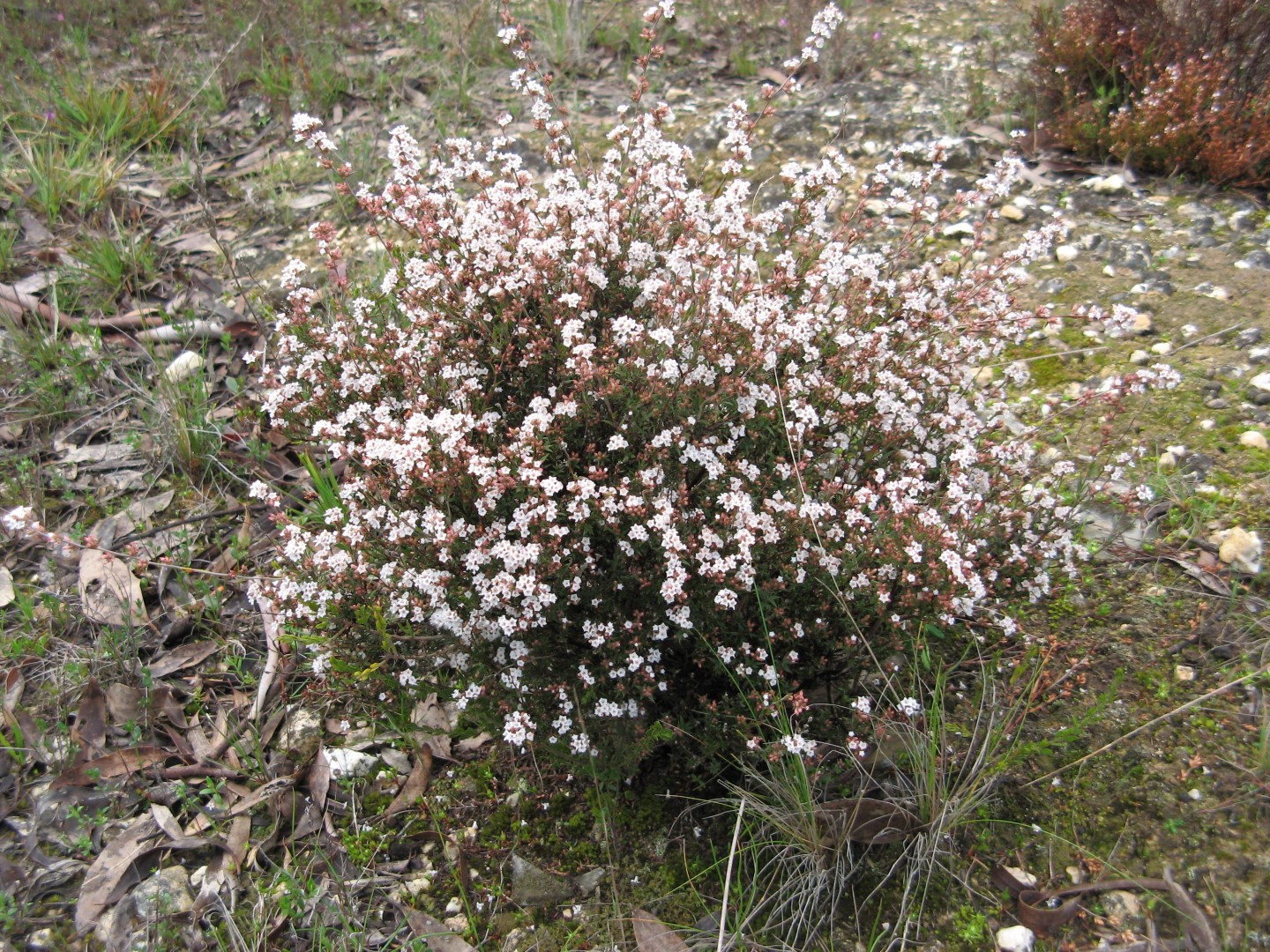 Leucopogon virgata Friends of Canadian Corridor